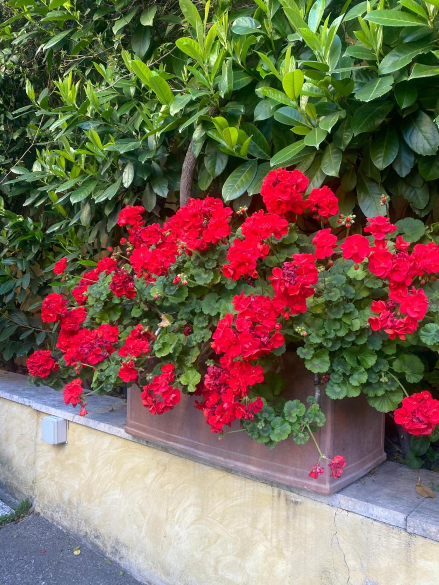 Villa Orsini — Photos 3